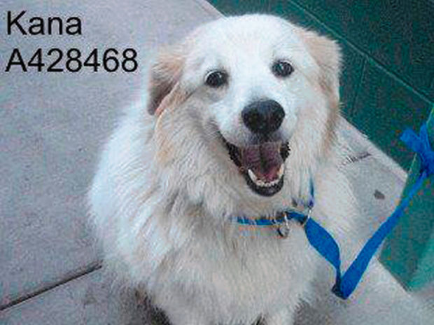 Adopt a friend